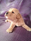 Buff Male Cockapoo puppy for sale #3|Purebredpups sells Cockapoo Puppies for less than Most Cockapoo Breeders in Pennsylvania